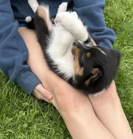 Lucas, a male Miniature Australian Shepherd for sale in Romeo, MI – Photo 4 of 4