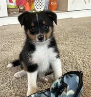 Lucas, a male Miniature Australian Shepherd for sale in Romeo, MI – Photo 1 of 7