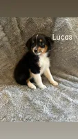Lucas, a male Miniature Australian Shepherd for sale in Romeo, MI – Photo 1 of 4