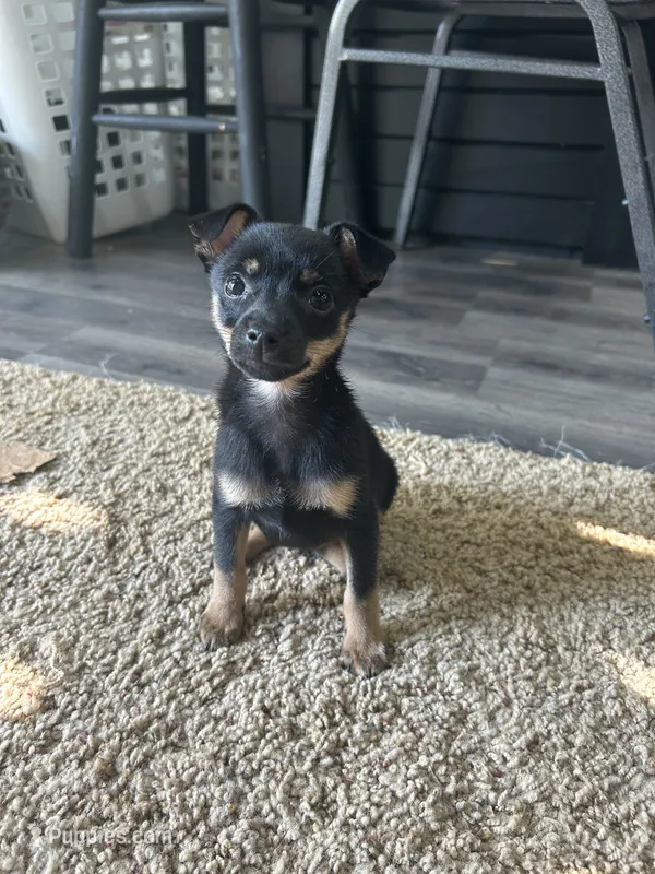 Jerry – Chihuahua puppy for sale in Romeo, MI