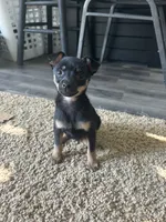 Jerry, a male Chihuahua for sale in Romeo, MI – 1 of 5