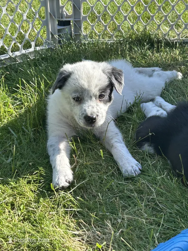 Tara – Australian Cattle Dog, Border Collie puppy for sale in Romeo, MI