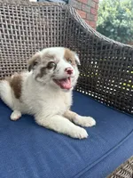 Pearl, a female Australian Shepherd for sale in Romeo, MI – 4 of 4