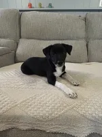 George, a male Rat Terrier for sale in Romeo, MI – 2 of 5