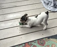 Betsy, a female Rat Terrier for sale in Romeo, MI – 2 of 7