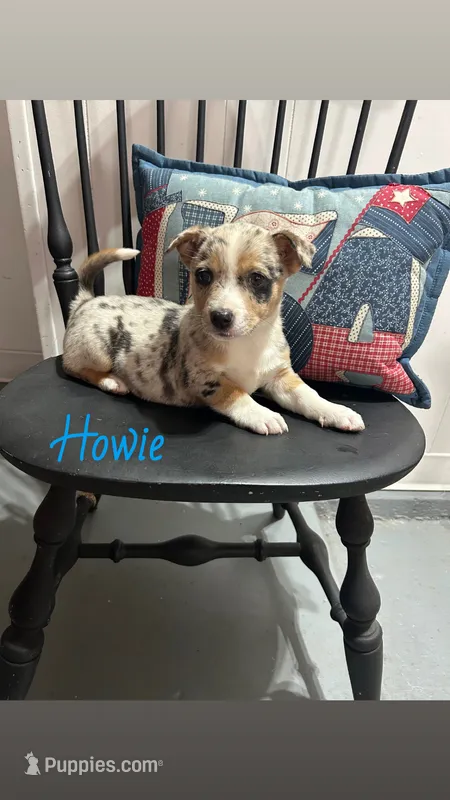 Howie – Miniature Australian Shepherd puppy for sale in Romeo, MI