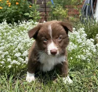 Cora, a female Australian Shepherd for sale in Romeo, MI – 3 of 4