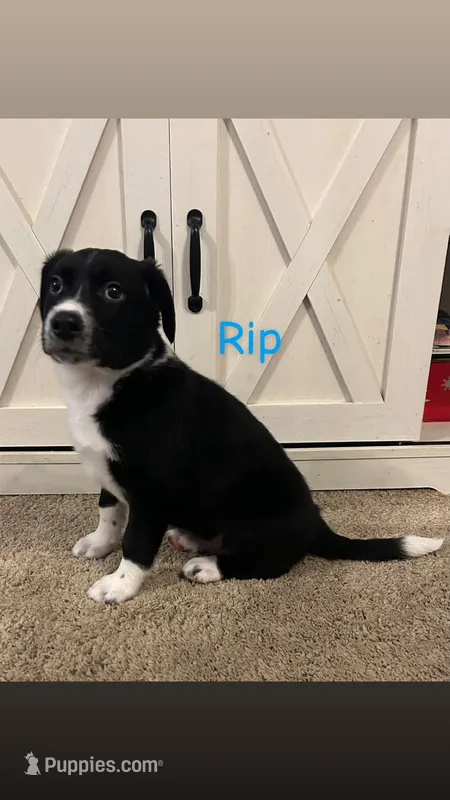 Rip – Australian Shepherd, Labrador Retriever puppy for sale in Romeo, MI