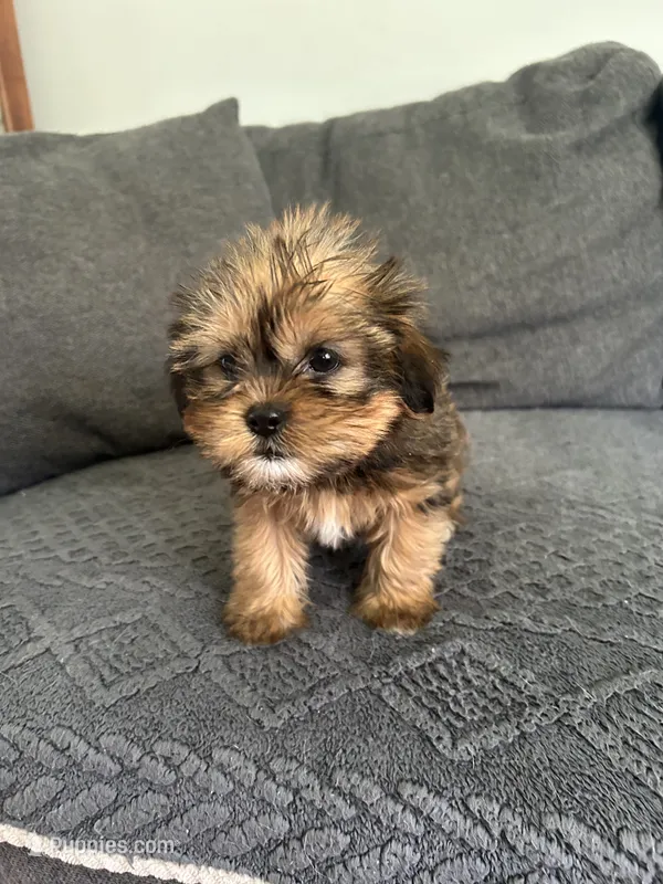 Justin – Shih Tzu, Yorkshire Terrier puppy for sale in Romeo, MI