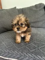Justin, a male Shih Tzu and Yorkshire Terrier for sale in Romeo, MI – 1 of 6