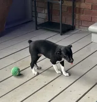 Abe, a male Rat Terrier for sale in Romeo, MI – 3 of 6
