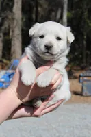 Princess , a female Australian Cattle Dog and Golden Retriever for sale in Beulaville, NC – Photo 2 of 5