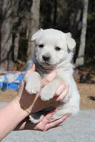 Princess , a female Australian Cattle Dog and Golden Retriever for sale in Beulaville, NC – Photo 1 of 5