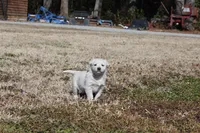 Princess , a female Australian Cattle Dog and Golden Retriever for sale in Beulaville, NC – Photo 4 of 5
