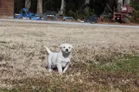 Princess , a female Australian Cattle Dog and Golden Retriever for sale in Beulaville, NC – Photo 3 of 5