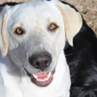 Diesel, a male Australian Cattle Dog and Golden Retriever for sale in Beulaville, NC – Photo 1 of 7