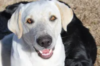 Diesel, a male Australian Cattle Dog and Golden Retriever for sale in Beulaville, NC – Photo 1 of 7