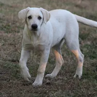 Diesel, a male Australian Cattle Dog and Golden Retriever for sale in Beulaville, NC – Photo 6 of 7