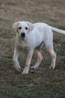 Diesel, a male Australian Cattle Dog and Golden Retriever for sale in Beulaville, NC – Photo 6 of 7