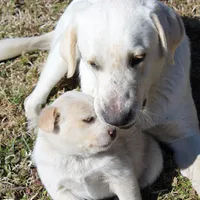 Diesel, a male Australian Cattle Dog and Golden Retriever for sale in Beulaville, NC – Photo 4 of 7
