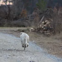 Diesel, a male Australian Cattle Dog and Golden Retriever for sale in Beulaville, NC – Photo 3 of 7
