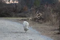 Diesel, a male Australian Cattle Dog and Golden Retriever for sale in Beulaville, NC – Photo 3 of 7