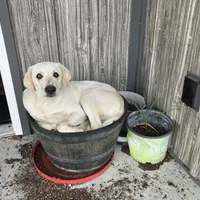 Diesel, a male Australian Cattle Dog and Golden Retriever for sale in Beulaville, NC – Photo 5 of 7