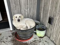 Diesel, a male Australian Cattle Dog and Golden Retriever for sale in Beulaville, NC – Photo 5 of 7