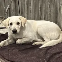 Diesel, a male Australian Cattle Dog and Golden Retriever for sale in Beulaville, NC – Photo 2 of 7