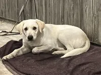 Diesel, a male Australian Cattle Dog and Golden Retriever for sale in Beulaville, NC – Photo 2 of 7