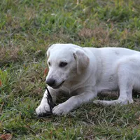 Diesel, a male Australian Cattle Dog and Golden Retriever for sale in Beulaville, NC – Photo 7 of 7