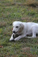 Diesel, a male Australian Cattle Dog and Golden Retriever for sale in Beulaville, NC – Photo 7 of 7