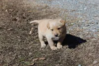 Cutie, a female Australian Cattle Dog and Golden Retriever for sale in Beulaville, NC – Photo 4 of 7