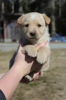 Cutie, a female Australian Cattle Dog and Golden Retriever for sale in Beulaville, NC – Photo 1 of 7
