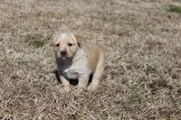 Cutie, a female Australian Cattle Dog and Golden Retriever for sale in Beulaville, NC – Photo 6 of 7