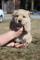 Cutie, a female Australian Cattle Dog and Golden Retriever for sale in Beulaville, NC – Photo 2 of 7