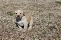 Cutie, a female Australian Cattle Dog and Golden Retriever for sale in Beulaville, NC – Photo 5 of 7