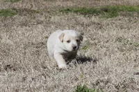 Bruno, a male Australian Cattle Dog and Golden Retriever for sale in Beulaville, NC – Photo 3 of 5