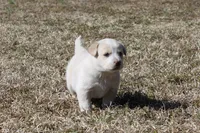 Bruno, a male Australian Cattle Dog and Golden Retriever for sale in Beulaville, NC – Photo 1 of 5
