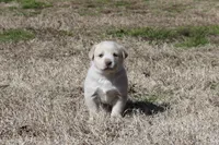 Bruno, a male Australian Cattle Dog and Golden Retriever for sale in Beulaville, NC – Photo 2 of 5
