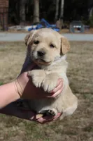 Goldie, a female Australian Cattle Dog and Golden Retriever for sale in Beulaville, NC – Photo 2 of 7