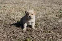 Goldie, a female Australian Cattle Dog and Golden Retriever for sale in Beulaville, NC – Photo 6 of 7