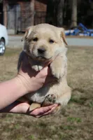 Goldie, a female Australian Cattle Dog and Golden Retriever for sale in Beulaville, NC – Photo 3 of 7