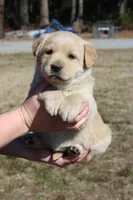 Goldie, a female Australian Cattle Dog and Golden Retriever for sale in Beulaville, NC – Photo 4 of 7