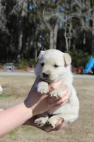 Dixie, a female Australian Cattle Dog and Golden Retriever for sale in Beulaville, NC – Photo 2 of 7