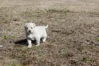 Dixie, a female Australian Cattle Dog and Golden Retriever for sale in Beulaville, NC – Photo 6 of 7