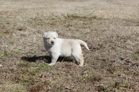 Dixie, a female Australian Cattle Dog and Golden Retriever for sale in Beulaville, NC – Photo 7 of 7
