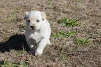 Dixie, a female Australian Cattle Dog and Golden Retriever for sale in Beulaville, NC – Photo 4 of 7