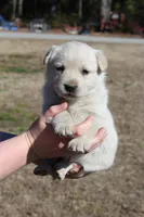Dixie, a female Australian Cattle Dog and Golden Retriever for sale in Beulaville, NC – Photo 1 of 7