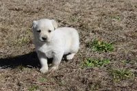 Dixie, a female Australian Cattle Dog and Golden Retriever for sale in Beulaville, NC – Photo 5 of 7